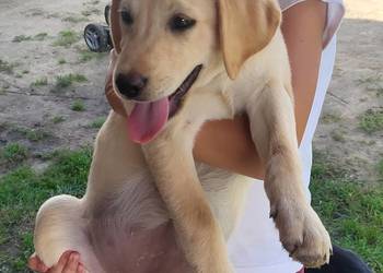 Labrador retriever