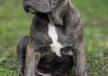 American Bandog