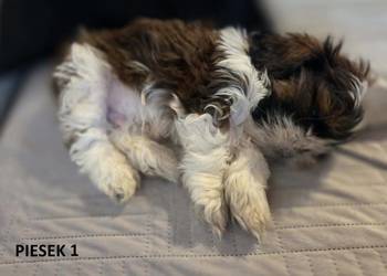 Sprzedam szczeniaczki Shih Tzu