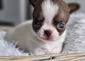 KAYKO**Śliczny Maleńki Chłopak **Chihuahua