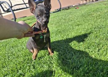 Migotka sunia ratlerek miniaturka