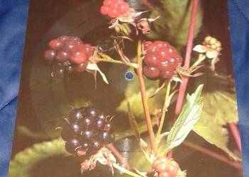 Pocztówka dźwiękowa - P. Loretz, Ł. Prus Pocztówka dźwiękowa - P. Loretz, Ł. Prus