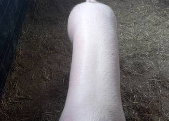 Tucznik tuczniki świnie