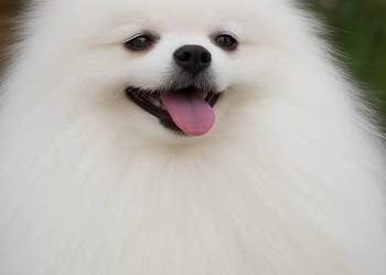 SZPIC MINIATUROWY POMERANIAN PIĘKNY REPRODUKTOR