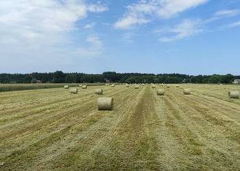 Sprzedam Siano bele duża ilość