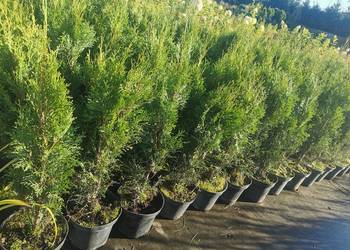Tuja szmaragd, thuja smaragd
