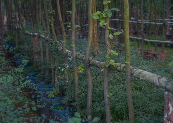 Grab pospolity (Carpinus betulus) 4-5 m, obwód 8-10 cm, z gruntu