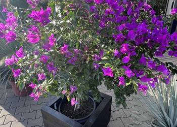 Duża Donica, mocna, odporna na wode i UV. SOLIDNA 25 lat gwarancji