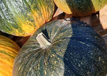 Dynie Kabocha Dynie Kabocha