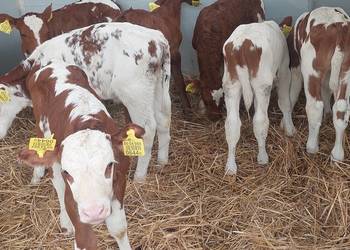 Mięsne i mieszańce