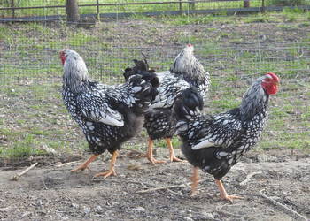 Młode koguty Wyandotte srebrnołuskowana