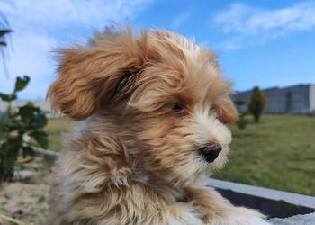 Hawańczyk rodowód FCI