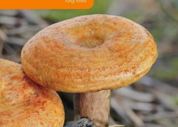 Grzybnia Mleczaj Rydz 10 g MYCELIUM