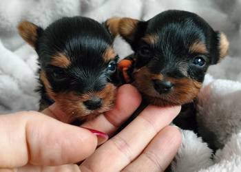 2 Pieski Yorkshire terrier do rezerwacji