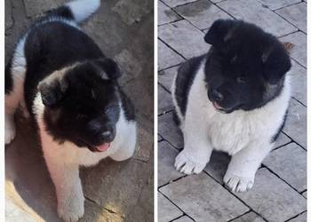 Akita amerykańska Suczka