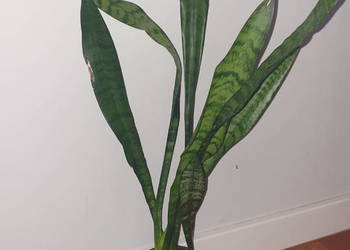 Sansewieria wysoka, wysokość 76cm