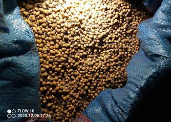 Sprzedam lubi gorzki