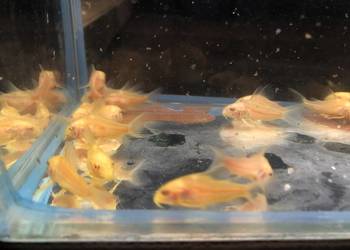 Kirys złoty, kirysek albino