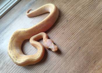 Młody samiec banana pinstripe