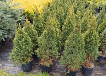 Świerk Biały/ Conica Picea Glauca C5 60-80 cm Detal