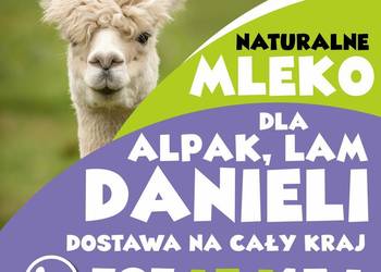 mleko dla alpak lam danieli sarny