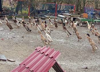 Sprzedam bieguski parami 220za pare