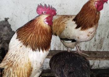 Sprzedam młode kogutki