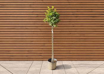 Lipa drobnolistna 'Komsta Minima', szczep. 110 cm