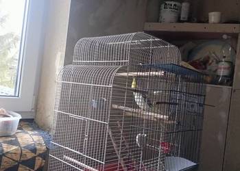 Nimfa samiczka+ klatką i dodatki