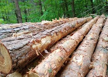 Stęple słupki ogrodzeniowe żerdzie TRANSPORT GRATIS