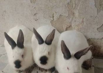 Samiec Kalifornia polecam