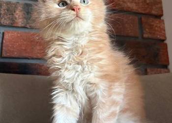 Maine Coon - Ozzy