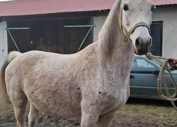 Klacz Czystej Krwi Arabskiej2