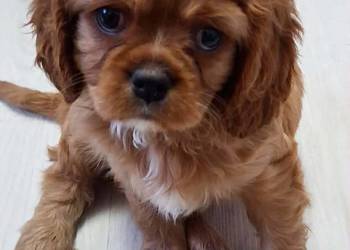 Cavalier king charles spaniel