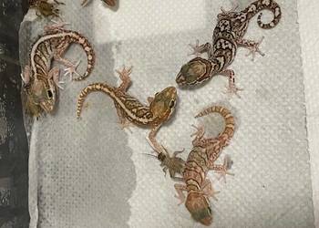 Gekon madagaskarski (Paroedura pictus) młode z 2025