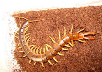 skolopendra z Wietnamu (S.subspinipes dehaani (Brandt, 1840)