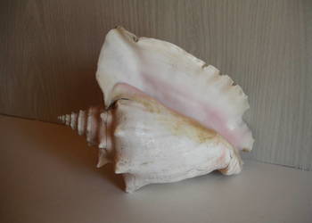 Muszla morska (duża)