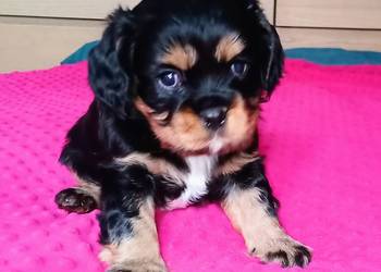 Piękny piesek Cavalier z rodowodem i wyprawką