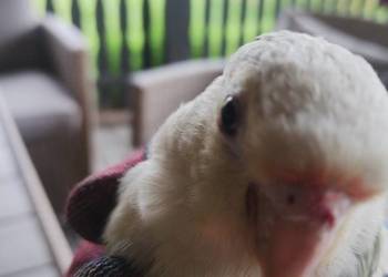 Sprzedam parę lęgowa rudosterek