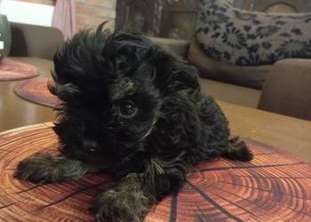 Sprzedam Sunię rasy Rosyjska Bolonka Kolorowa - Jasmine