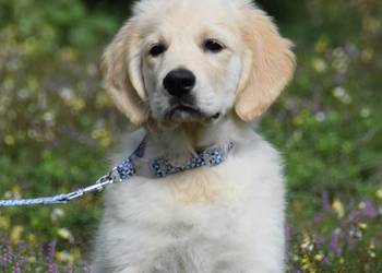 Golden Retriever Zkwp fci