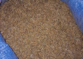 Sprzedam Owies.pszenicę .Jęczmień ,żyto.słoma baliki  Michałowice k Krakowa