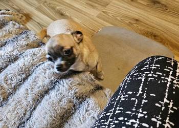 Chihuahua Exclusiv Piękny Mądry Jedyny taki Piesek Rodowód FCI