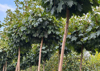 Klon pospolity 'Globosum', szczepienie 220cm, obwód 8-10cm, klon kulisty