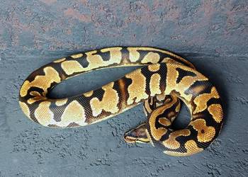 Pyton Królewski, samiec, Orange Dream Yellow Belly het Pied