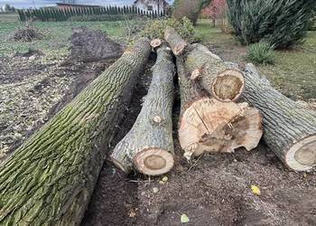 Drzewo Topola pnie 7m i 8 m Drzewo Topola pnie 7m i 8 m