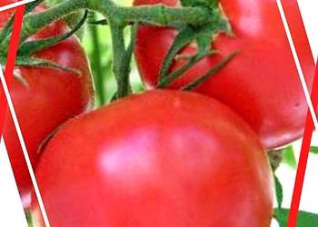Sadzonki pomidorów - wlasne sprawdzone odmiany