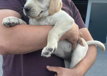 Labrador szczeniaki czarne I biszkoptowe
