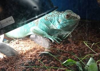 Blue Iguana Legwan Niebieski Młody