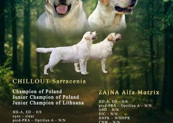 Szczeniaki Labrador retriever ZKwP